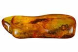 Two Fossil Flies (Diptera) In Baltic Amber #166247-1